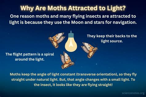 Why are moths and other insects attracted to light?